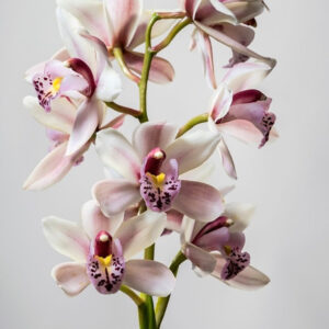 Orchid & Patchouli