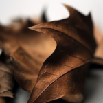 Neithix | Autumn Leaves